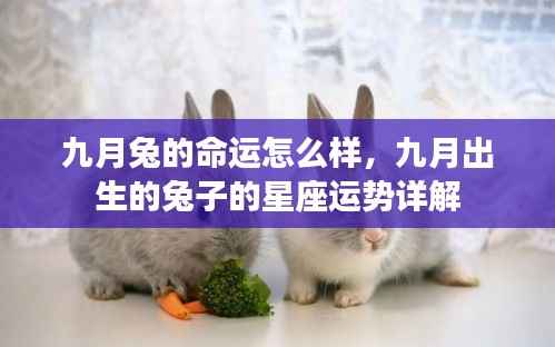 九月出生的兔子星座运势详解,命运如何?