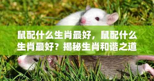揭秘生肖鼠的最佳配对生肖,和谐之道探索!