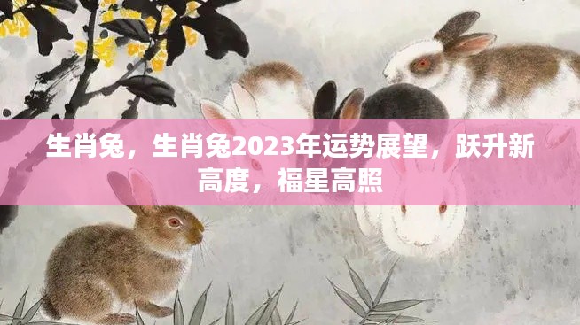 生肖兔2023年运势展望,跃升新高度,福星照耀,好运连连