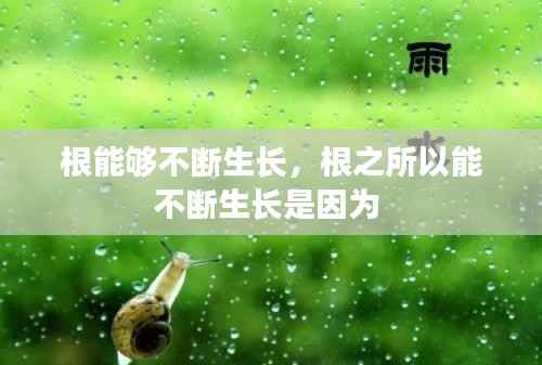 根能够不断生长,根之所以能不断生长是因为